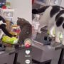 Kucing Lucu