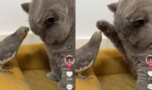 Video Kucing Bermain Dengan Burung Beo, Sahabat Sejati