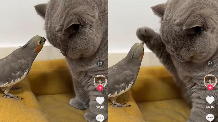 Kucing Lucu