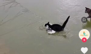 Video Kucing Tercebur Danau Es, Teman-Temannya Hanya Melongo Melihat