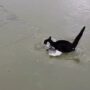 Kucing Lucu