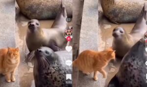 Video Kucing Oren Emosi Gak Kebagian Makanan, Berani Mukul Singa Laut