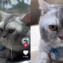 Kucing Lucu