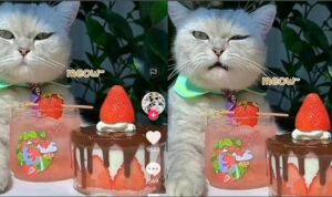 Video Kucing Pintar Bikin Kue Strawberry, Terlihat Lezat dan Bergizi
