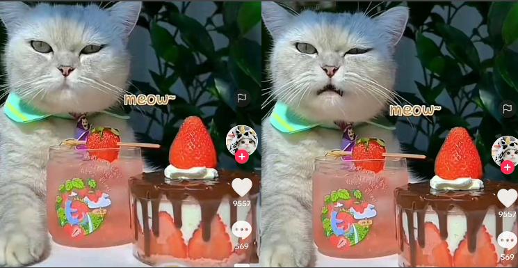 Kucing Masak