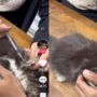 Kucing Lucu