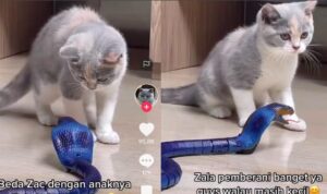 Video Kucing Main dengan Ular, Berani Banget