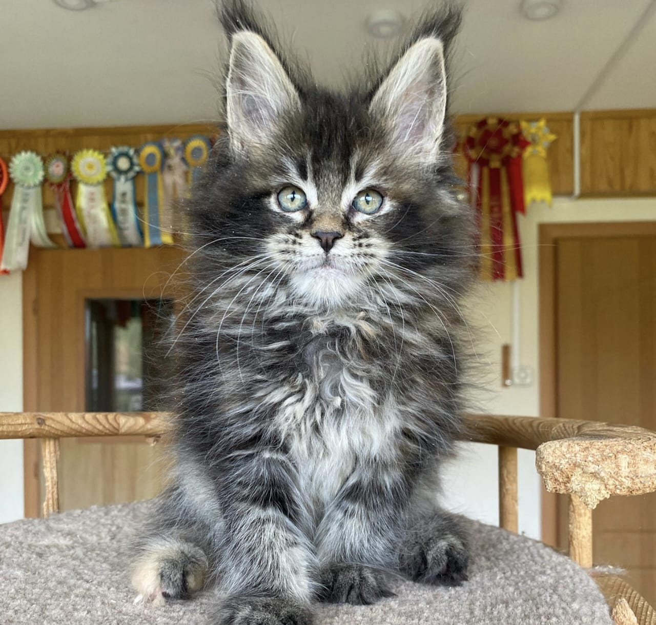 Jenis Kucing Besar yang Bisa Dipelihara