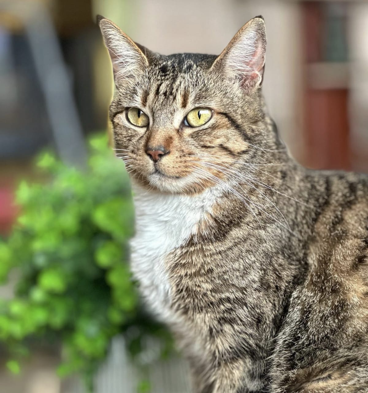 Jenis Kucing Besar yang Bisa Dipelihara