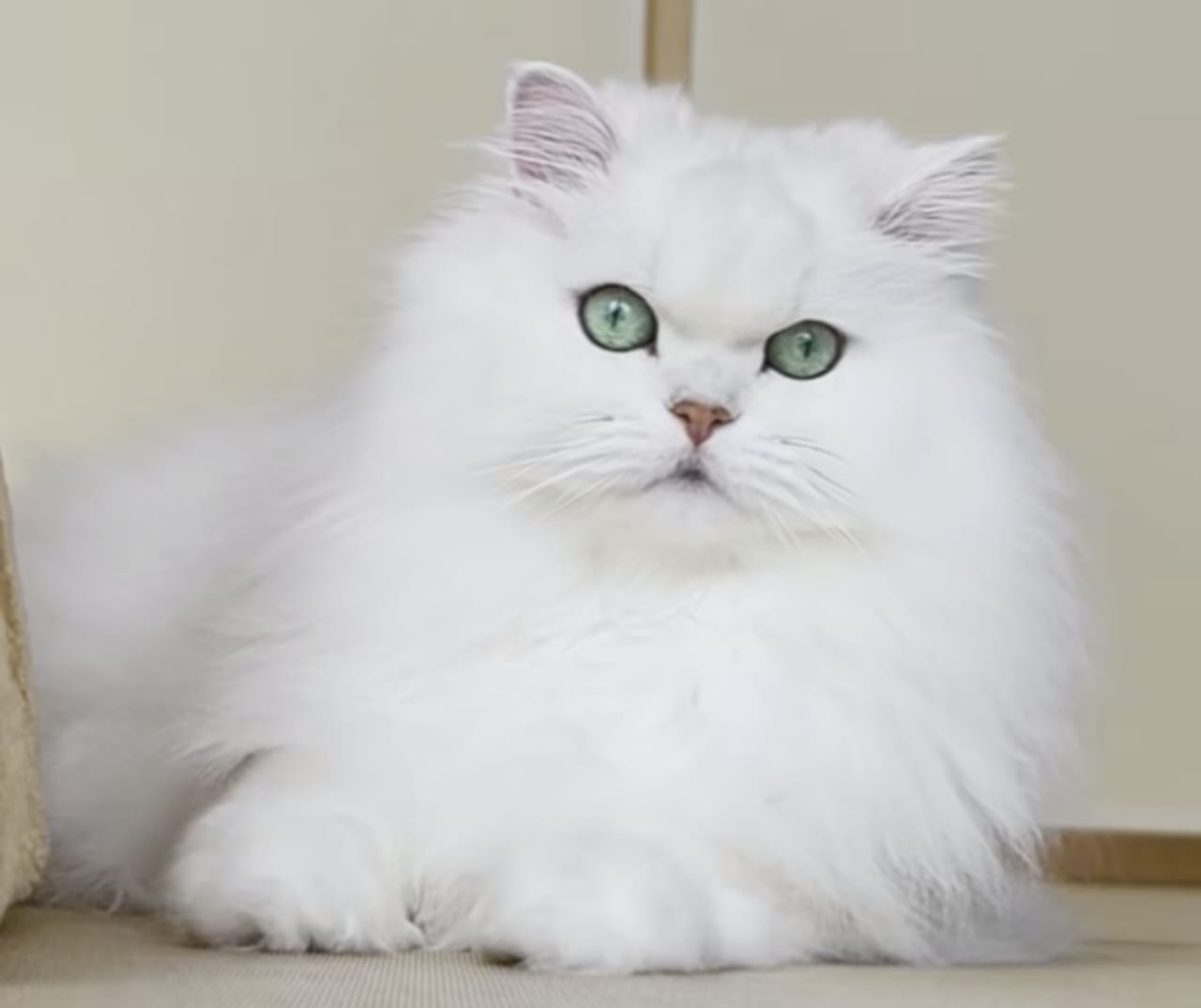 Jenis Kucing Besar yang Bisa Dipelihara