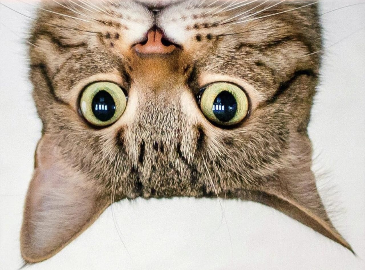 Keistimewaan Kucing Tabby