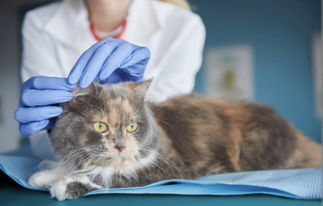 Pertolongan Pertama pada Kucing Keracunan