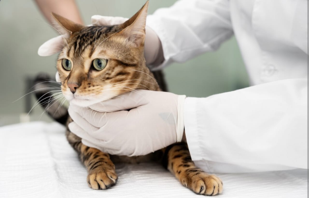 Pertolongan Pertama pada Kucing Keracunan