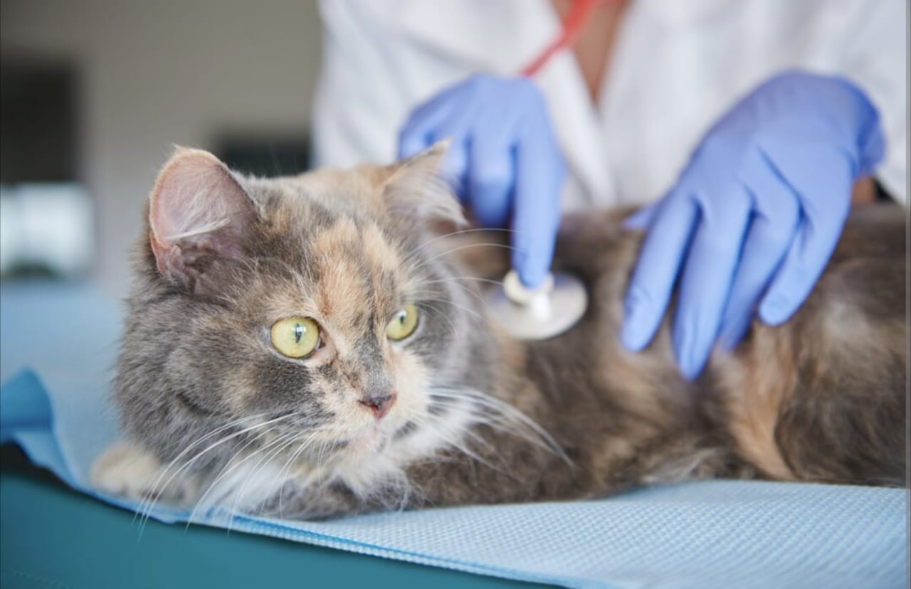 Pertolongan Pertama pada Kucing Keracunan