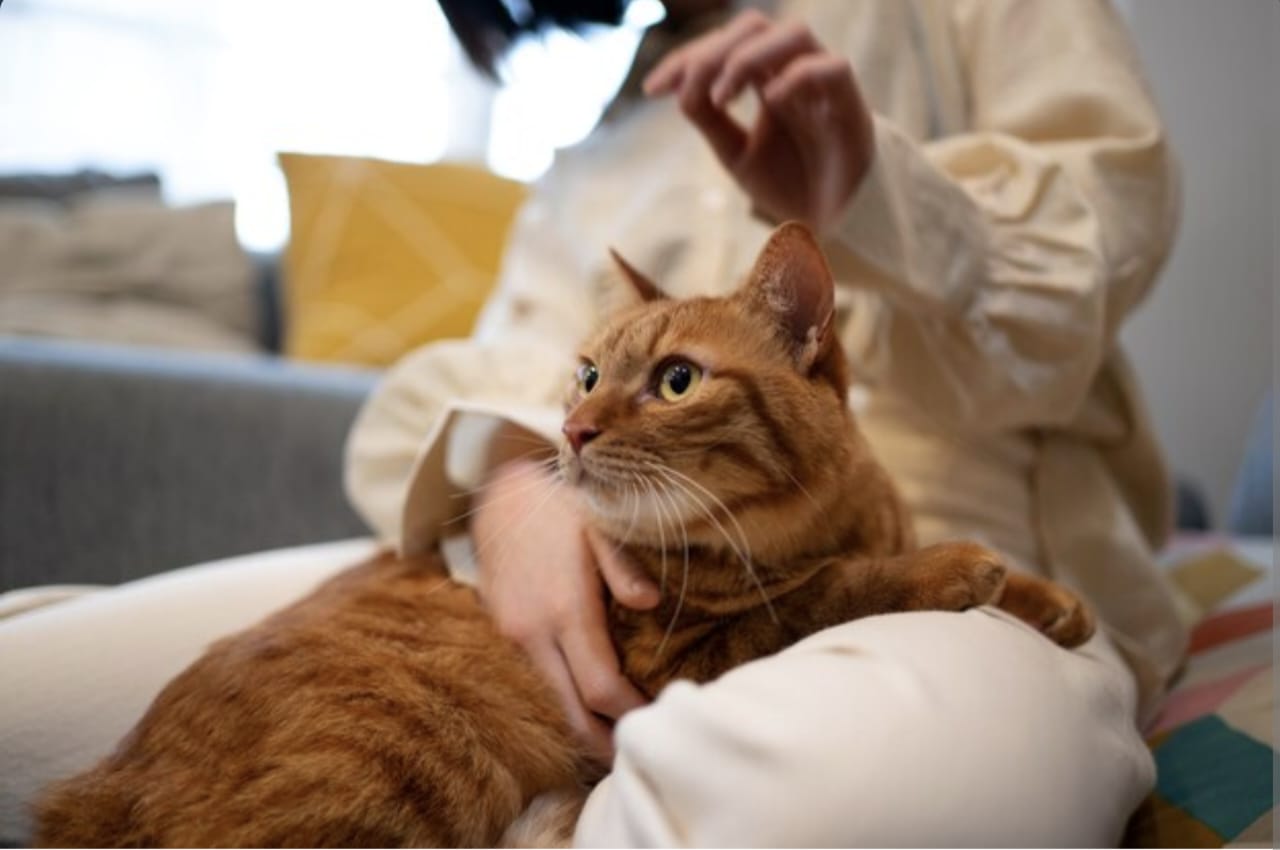 Pertolongan Pertama pada Kucing Keracunan