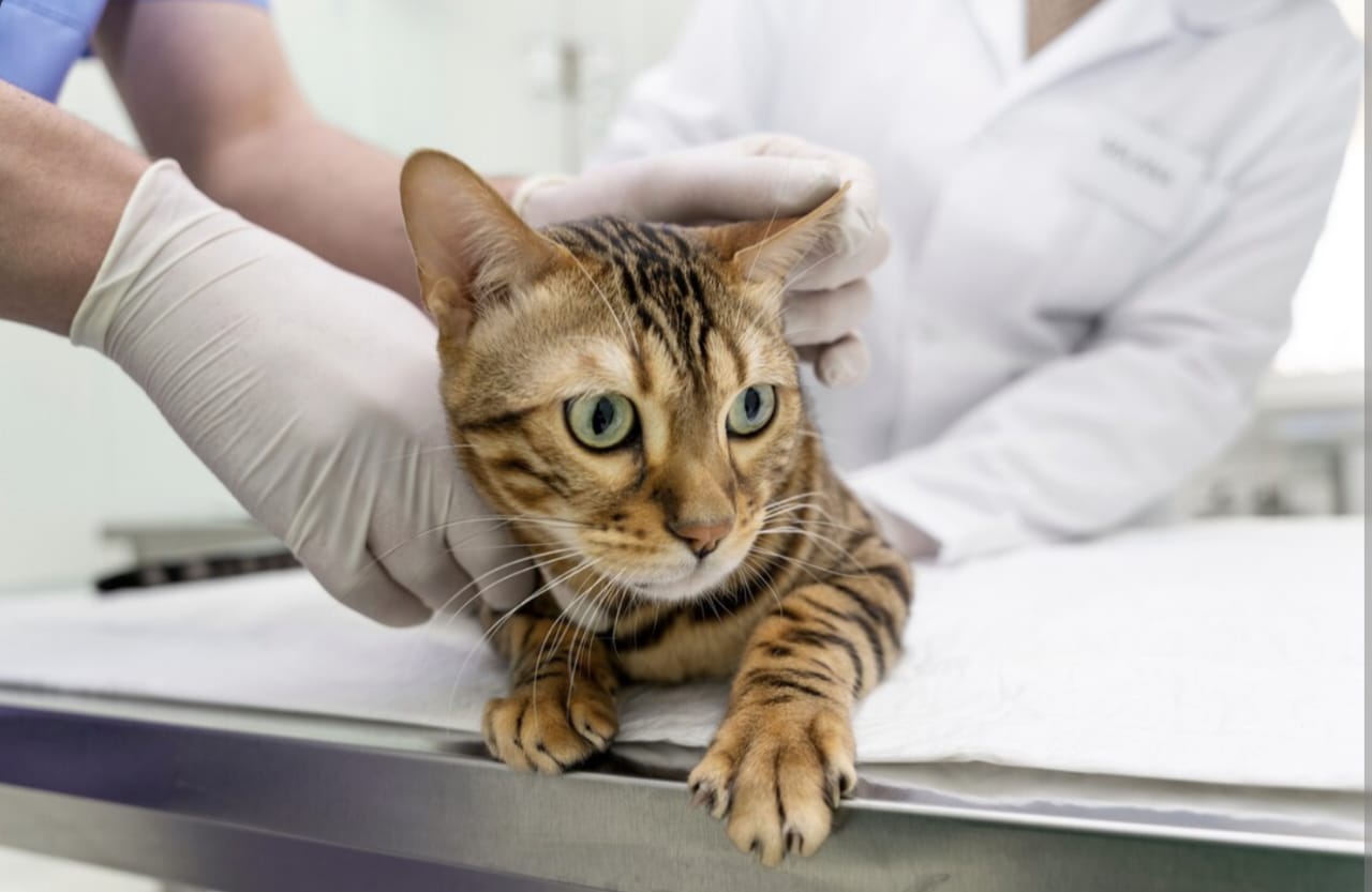Pertolongan Pertama pada Kucing Keracunan