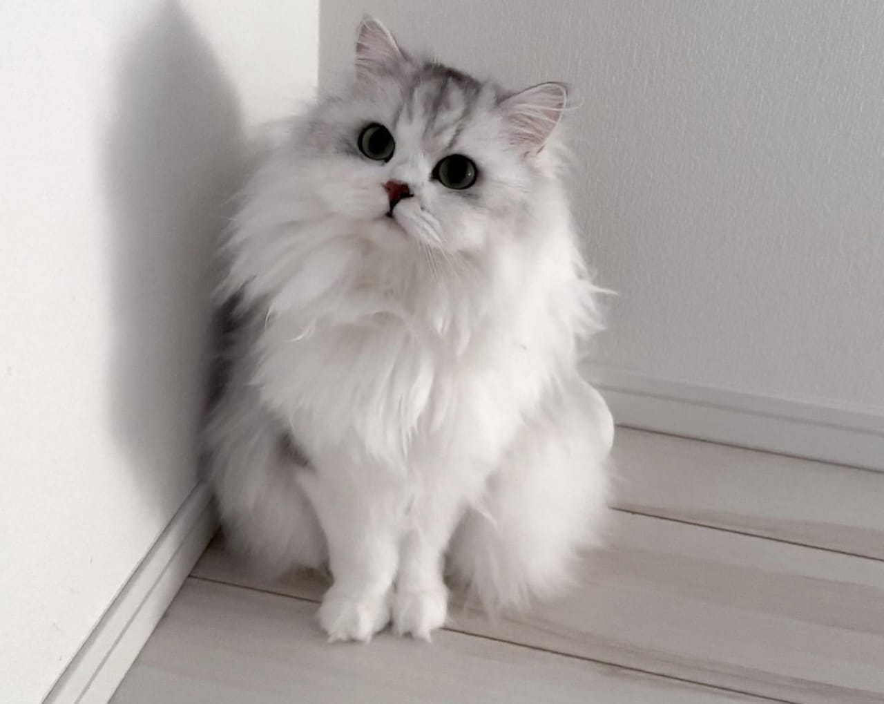 Sejarah Kucing dalam Islam