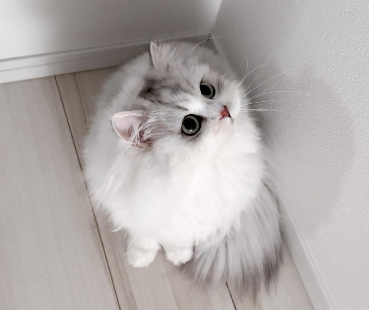 Sejarah Kucing dalam Islam