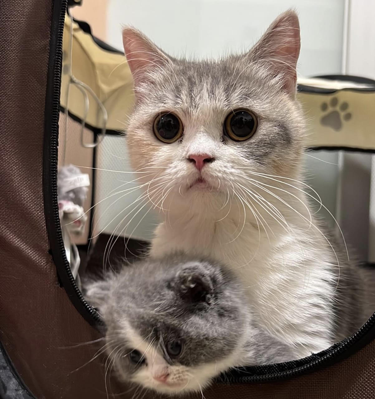 Sejarah Kucing dalam Islam