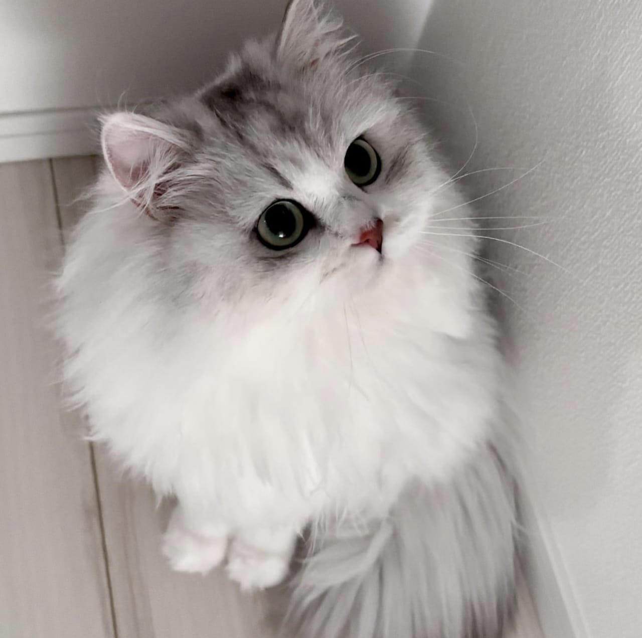 Sejarah Kucing dalam Islam