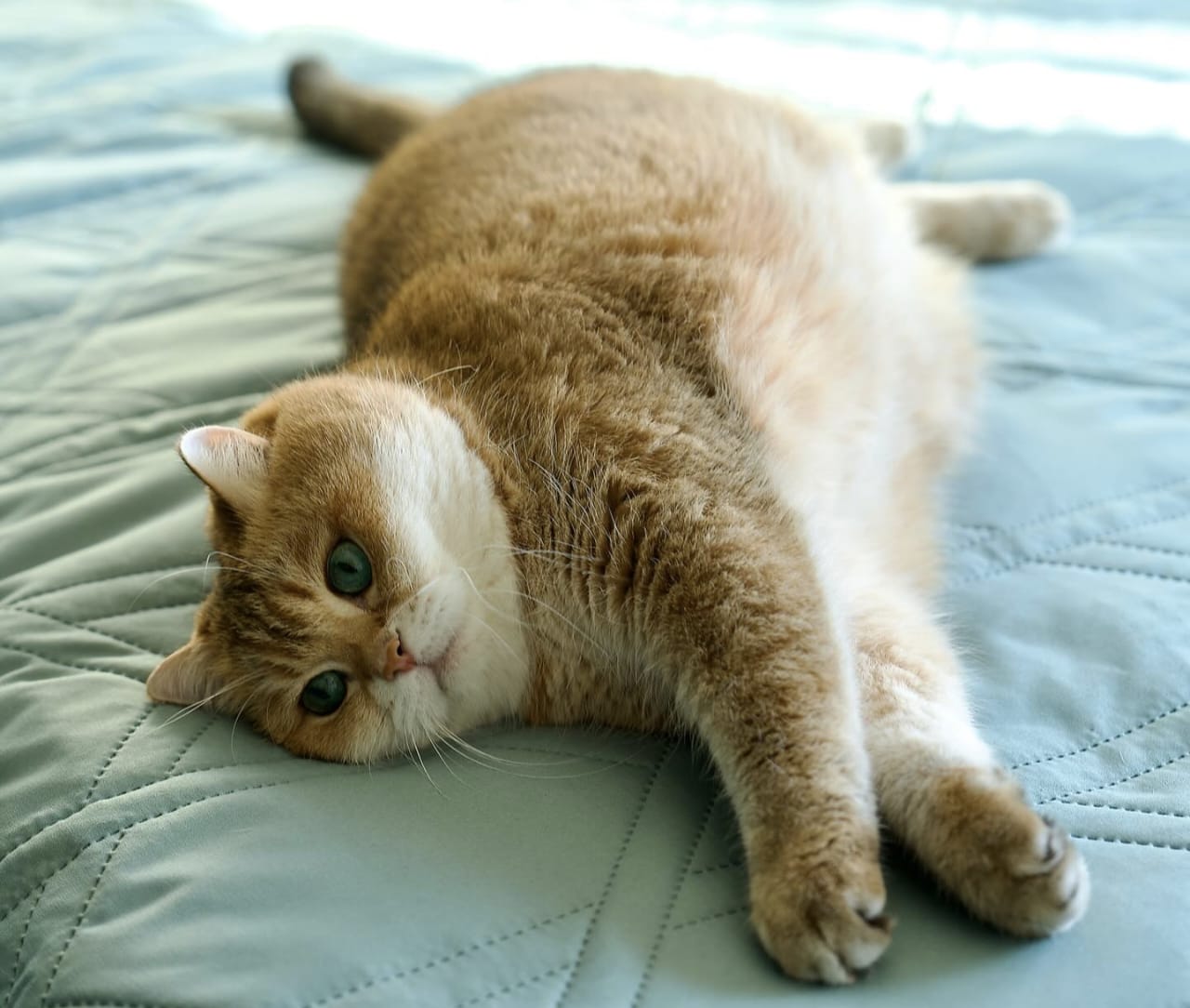 Sejarah Kucing dalam Islam