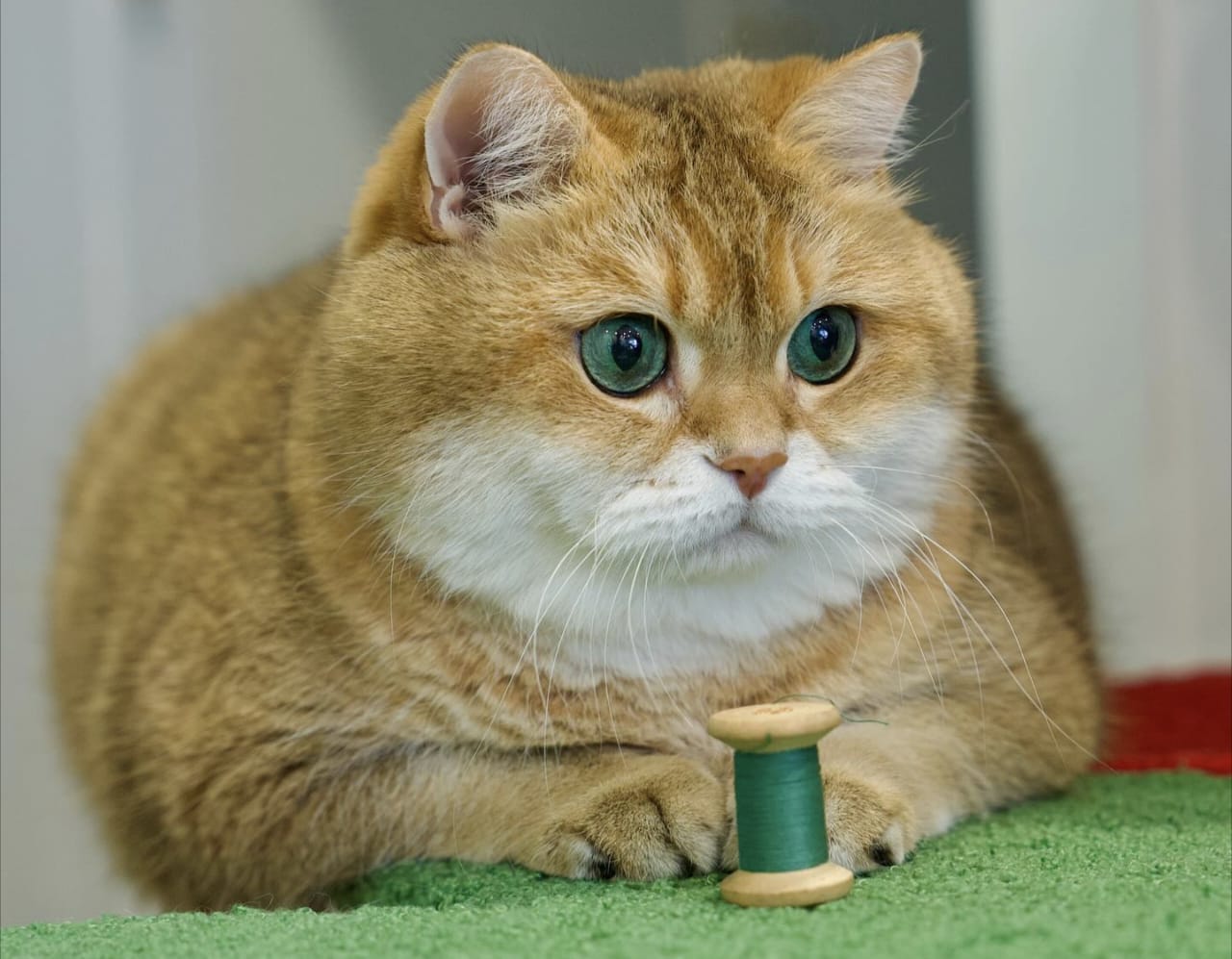 Sejarah Kucing dalam Islam