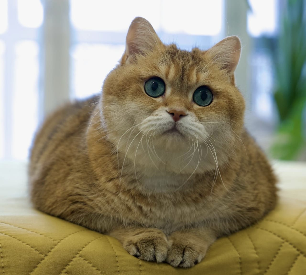 Sejarah Kucing dalam Islam