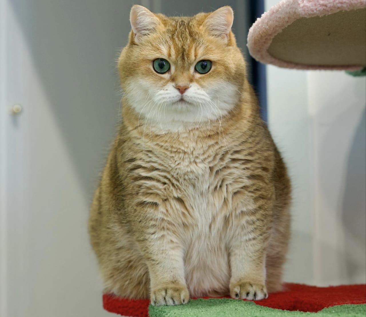 Sejarah Kucing dalam Islam