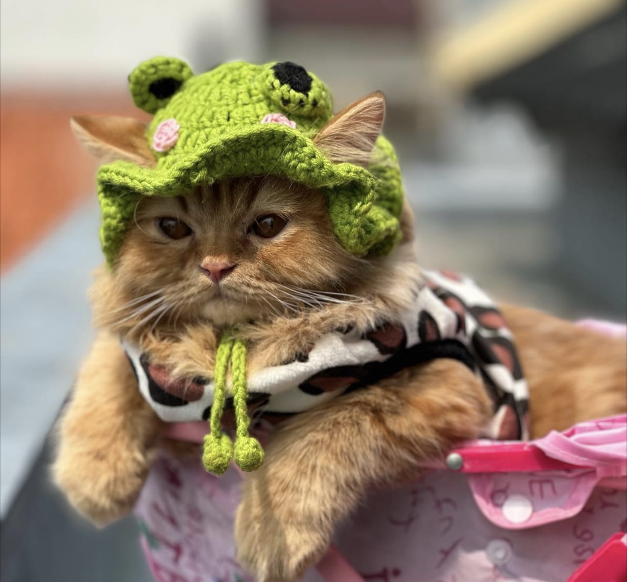 Sejarah Kucing dalam Islam