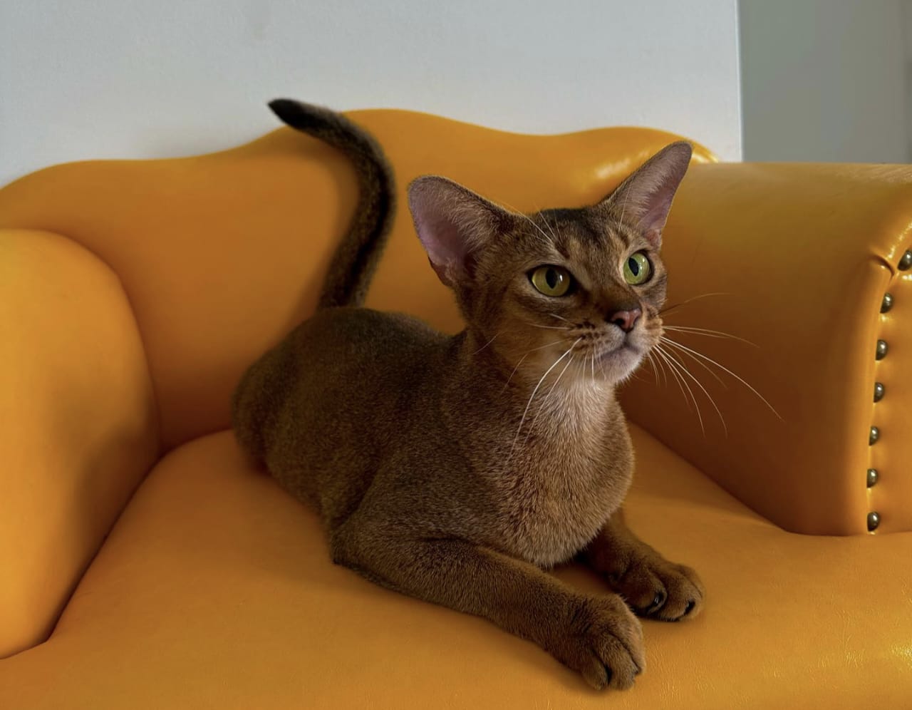 Harga Kucing Abyssinian