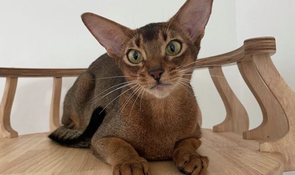 Harga Kucing Abyssinian Terbaru 2024, Ketahui Juga Cara Perawatannya
