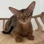 Harga Kucing Abyssinian