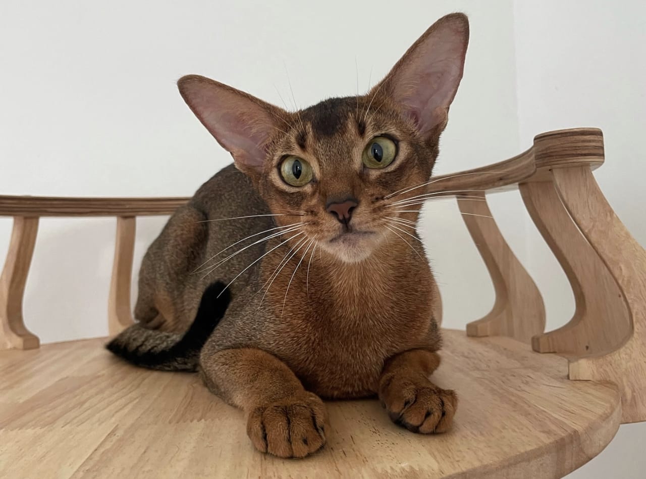 Harga Kucing Abyssinian