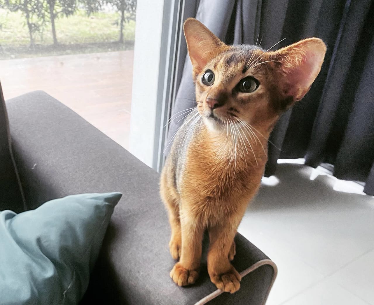 Harga Kucing Abyssinian