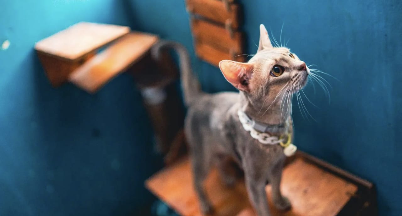 Harga Kucing Abyssinian