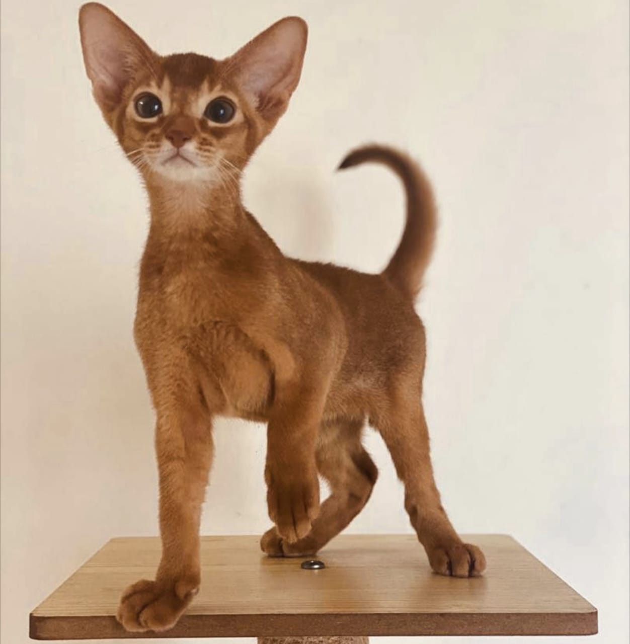 Harga Kucing Abyssinian