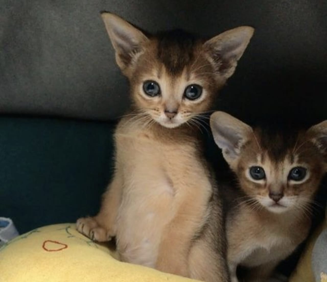 Harga Kucing Abyssinian