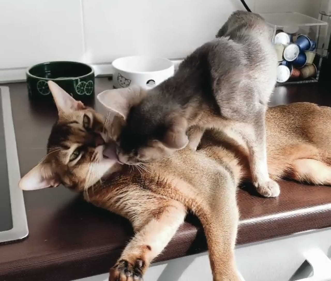 Harga Kucing Abyssinian