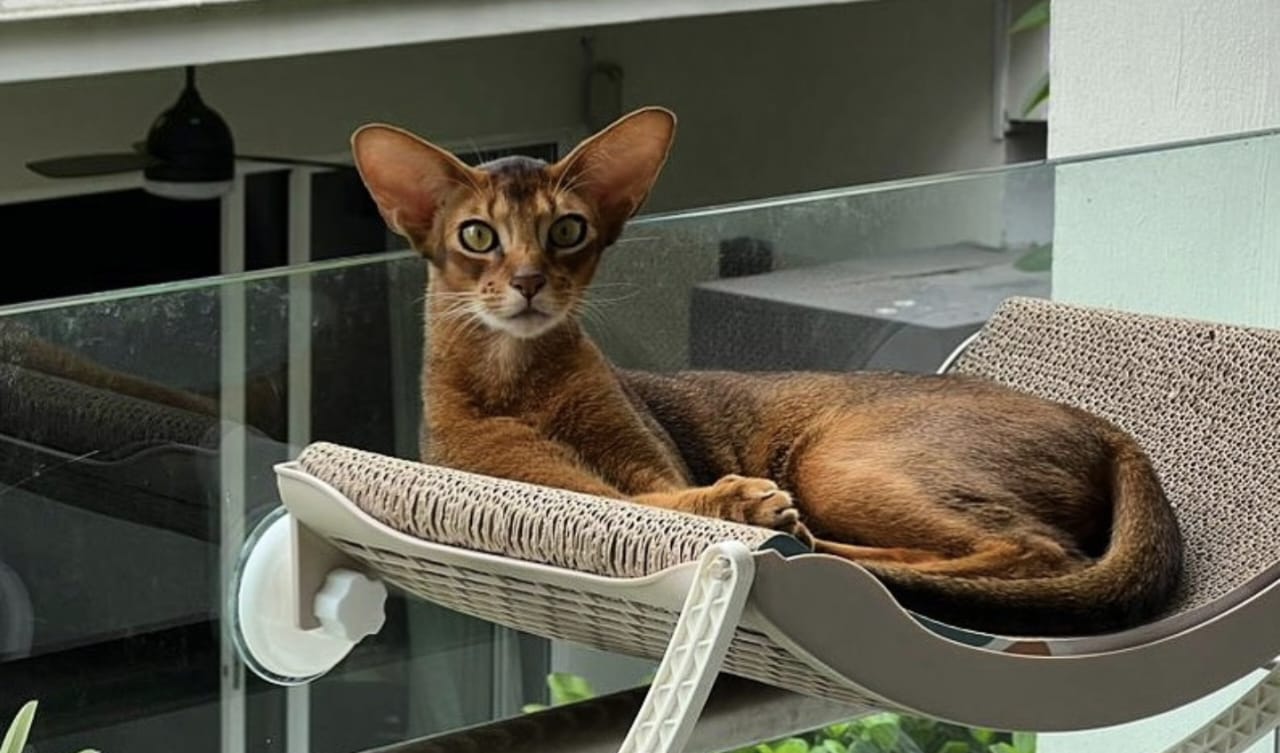 Harga Kucing Abyssinian
