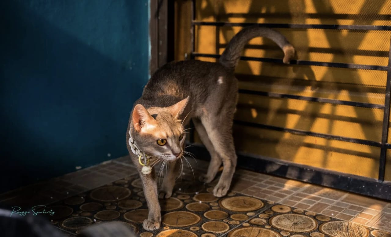 Harga Kucing Abyssinian