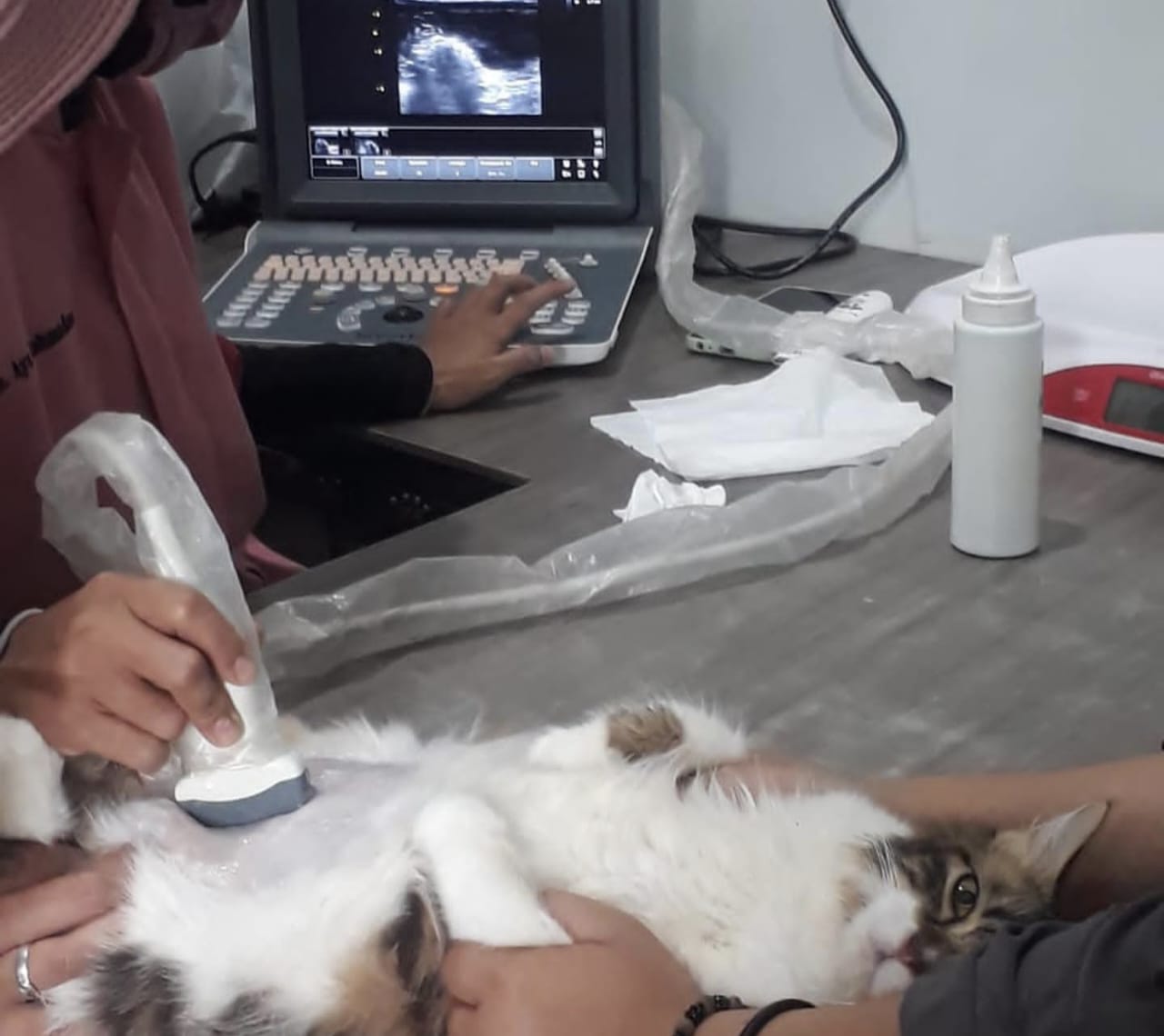 Penyebab Pyometra pada Kucing