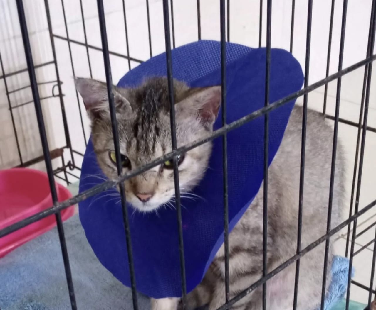 Penyebab Pyometra pada Kucing