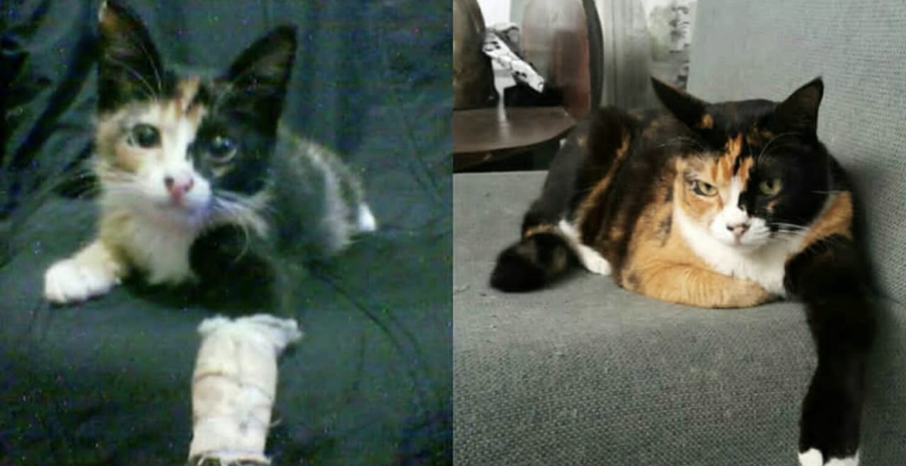 Penyebab Pyometra pada Kucing