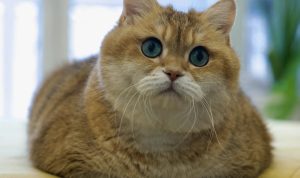 Penyebab Pyometra pada Kucing, Kenali Risikonya Sekarang Juga!