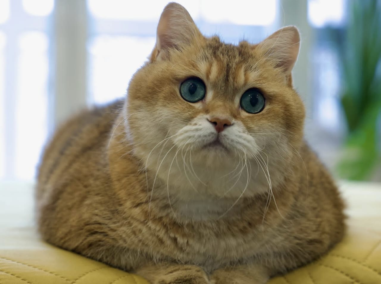 Penyebab Pyometra pada Kucing