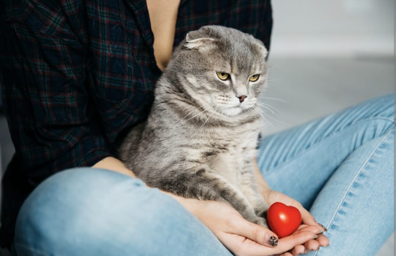 Apakah Kucing Hamil Boleh Dimandikan