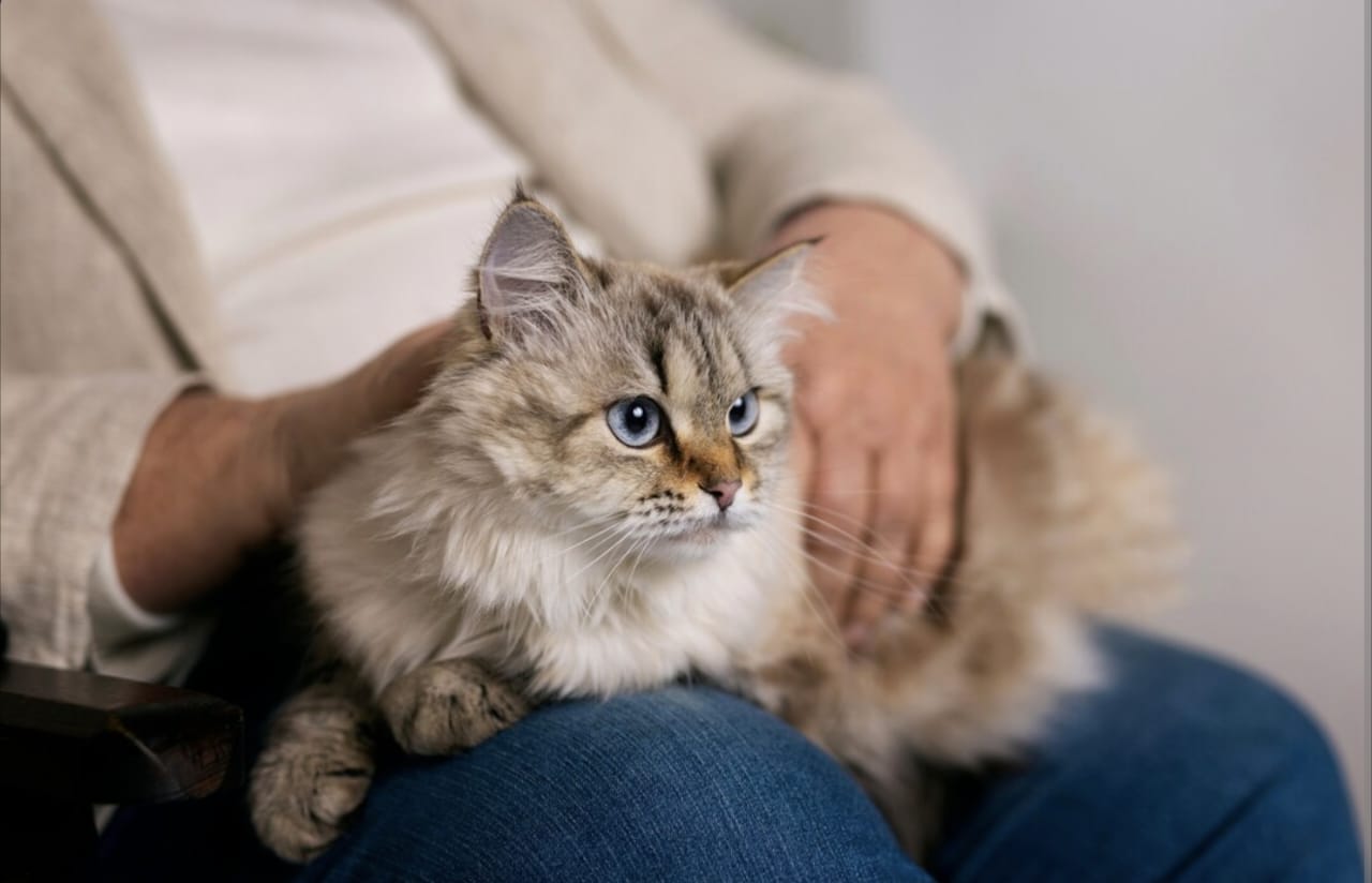 Apakah Kucing Hamil Boleh Dimandikan