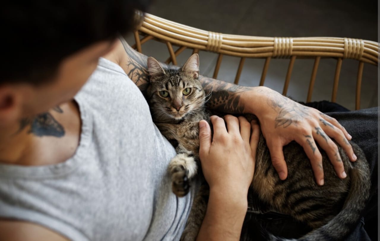 Apakah Kucing Hamil Boleh Dimandikan