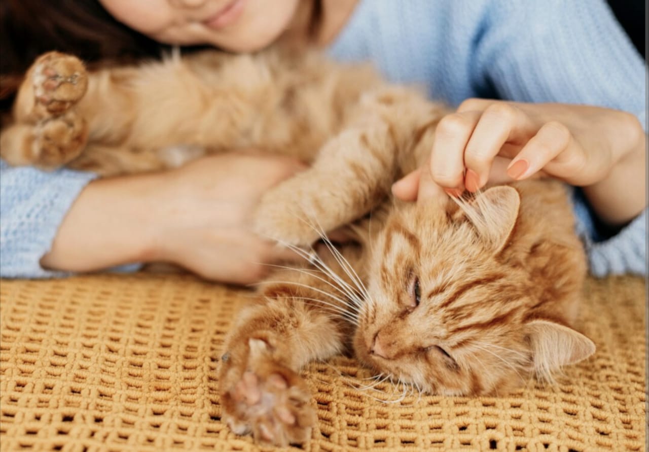 Apakah Kucing Hamil Boleh Dimandikan