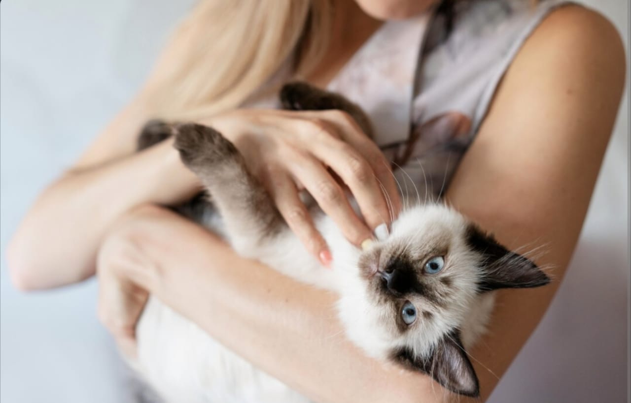 Apakah Kucing Hamil Boleh Dimandikan